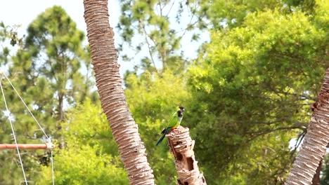 Green-Papageien-auf-einer-treetop