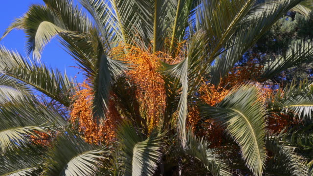 sun-light-barcelona-date-palm-Nahaufnahme-4-k-Spanien