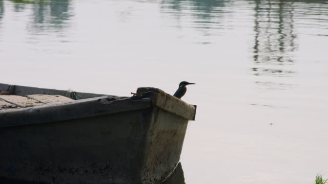 Locked-on-shot-of-bird-on-edge-of-boat