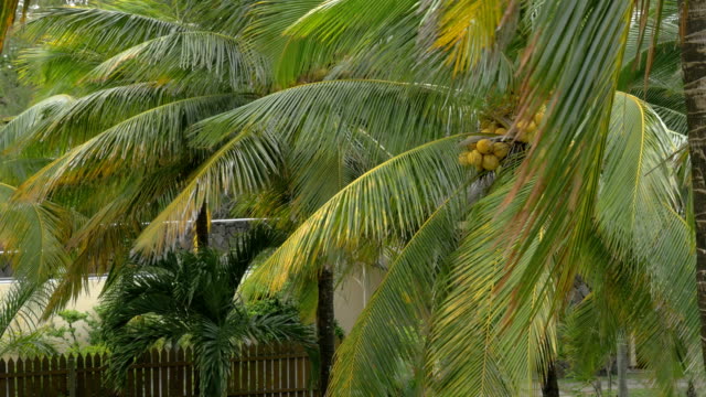 Garten-mit-Kokospalmen