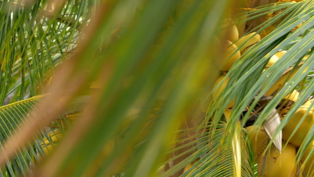Vista-de-coco-verde-amarillo-en-el-montón-de-coco-de-palmera-con-hojas-grandes