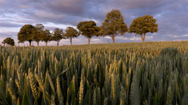 Wheat-field-with-the-trees-on-the-background-sunset-time