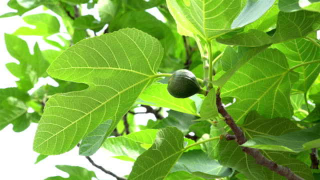 Close-up-of-green-sweet-figs-growing-in-the-summer-sun-on-a-beautiful-tree.