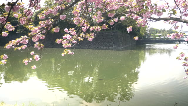 Graben-und-ein-Zweig-der-Kirschblüte-in-tokyo