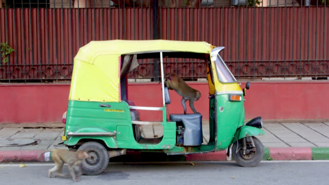 Monkey-on-auto-rickshaw