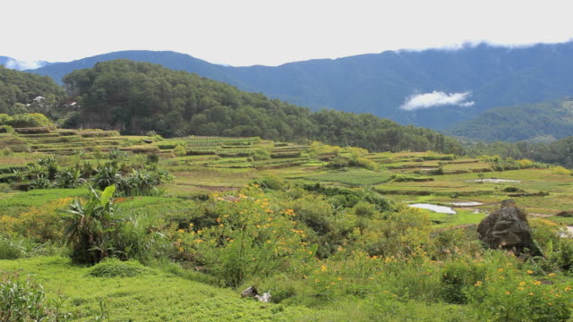 Rice-terraces-in-The-Philippines