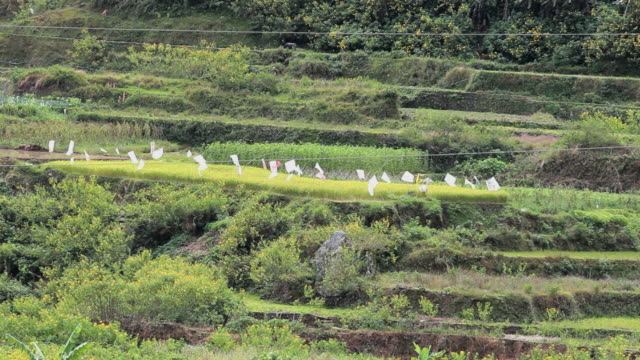 White-flags-auf-die-Reisterrassen-auf-den-Philippinen