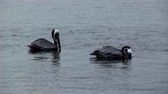 Two-pelicans-feed-on-bait-fish