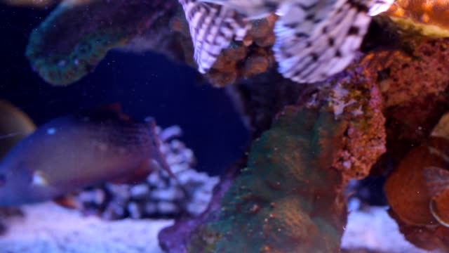 --Aquarium