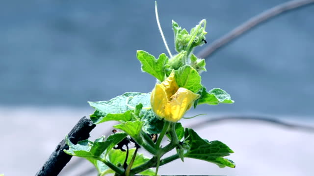 Gelbe-Farbe-Blumen-Hintergrund-mit-green-leafs