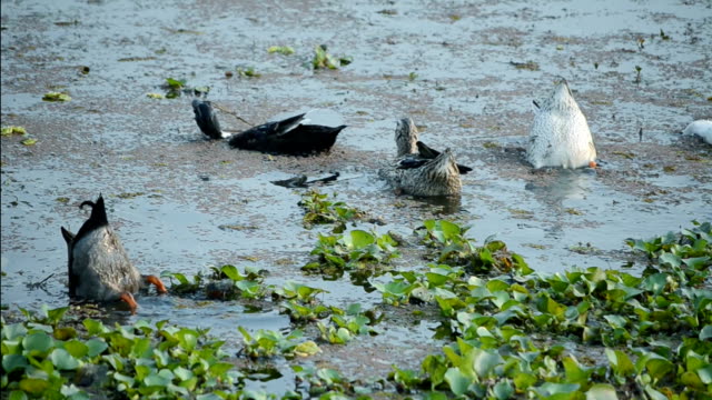 Los-Ducks-nadar-en-el-lago.