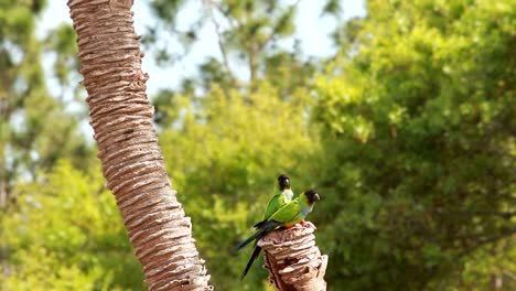 Green-Papageien-flattern-Flügel-und-umherblicken