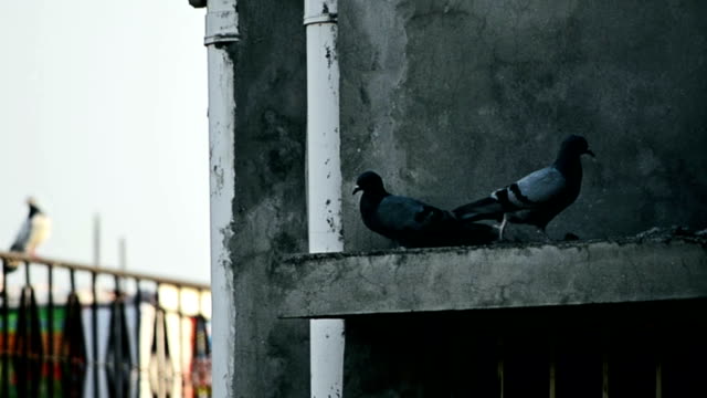 Dove-o-pigeon-bird