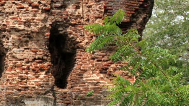 Tree-branch-with-the-brick-wall-of-the-ruins-in-the-ancient-city-of-Polonnaruwa,-Sri-Lanka.
