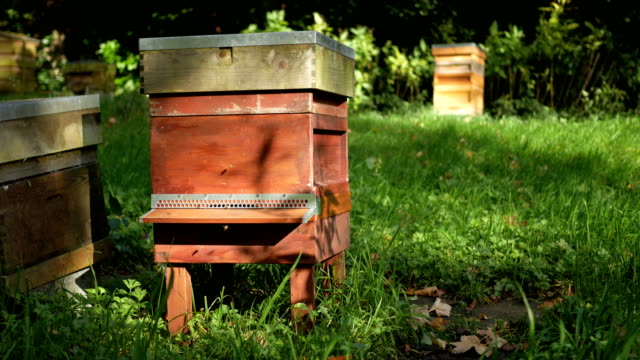 Beehive-in-a-park-in-Birmingham,-England.