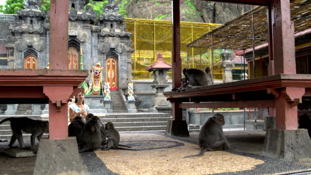 Girl-photographs-on-a-smartphone-monkey-on-the-territory-of-a-Buddhist-temple