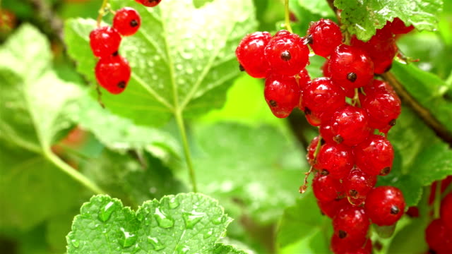Wet,-juicy-and-ripe-red-currants-hanging-on-the-bush-soaked-in-rain.