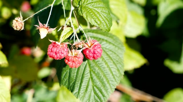 Raspberry-Bush-with-ripe-berries.