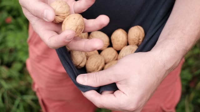 Caucasian-man-holding-fresh-walnuts-in-hand.-Gathering-tasty-nuts-in-autumn.