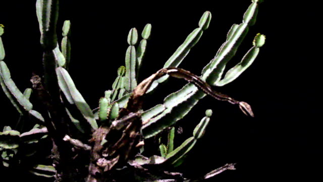 Close-up-view-of-a-dying-cactus