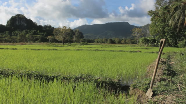 Grüne-Reisfelder-mit-Schaufel-in-den-Philippinen