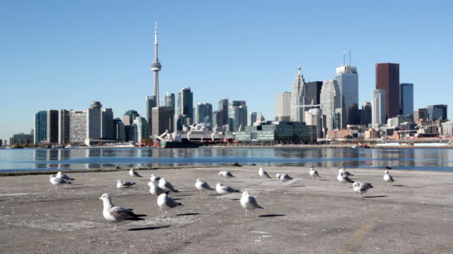 Gulls-and-Toronto-waterfront.