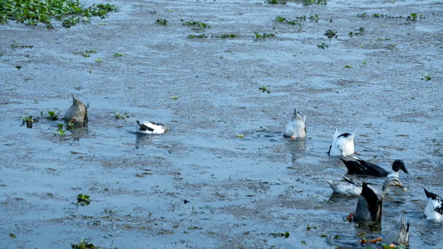 Los-Ducks-nadar-en-el-lago.