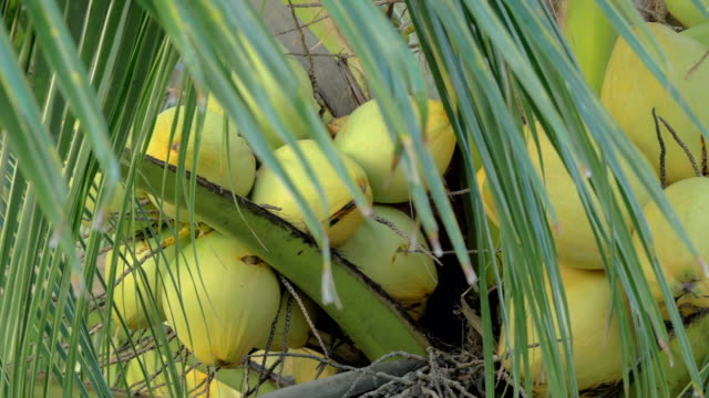 Kokosnüsse-auf-palm-tree