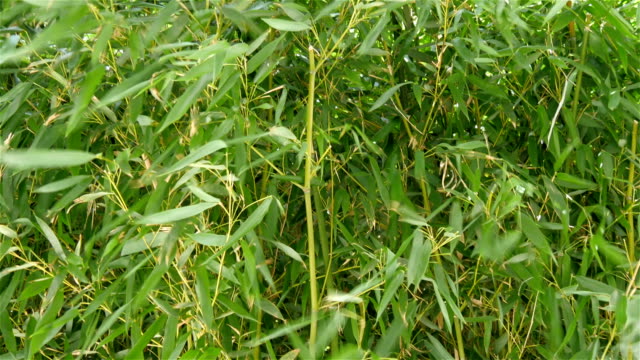 Eine-Bambuspflanze-außerhalb-der-Hof
