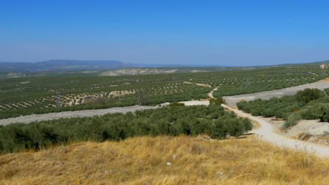 Panoramablick-auf-die-Olive-Fields-in-der-Wüste-von-Spanien