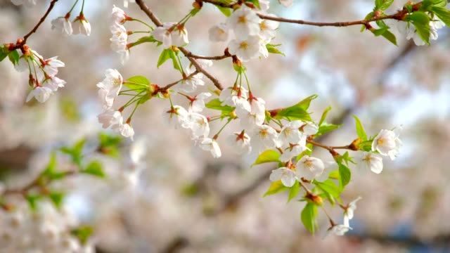 Blühende-Sakura-Cherry-blossom