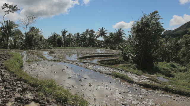 Reis-Felder-in-den-Philippinen