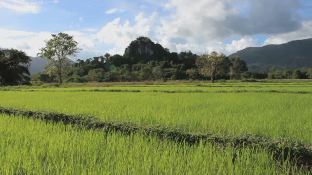 Grüne-Reisfelder-auf-den-Philippinen