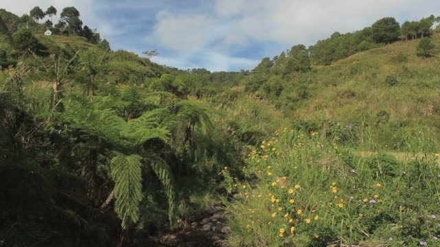 Grünen-Dschungel-in-den-Philippinen
