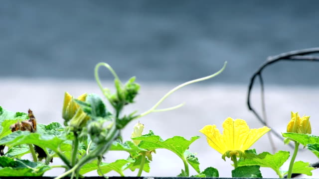 Yellow-color-flower-with-green-leafs-background