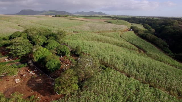 Luftaufnahme-von-Zuckerrohrfeldern-in-Mauritius