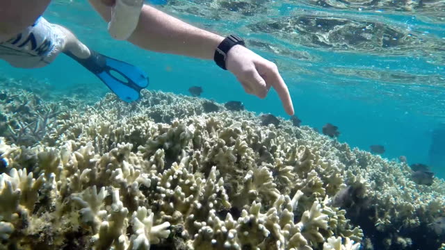 Un-hombre-de-snorkel-en-el-arrecife-de-Coral-de-Isla-Mauricio