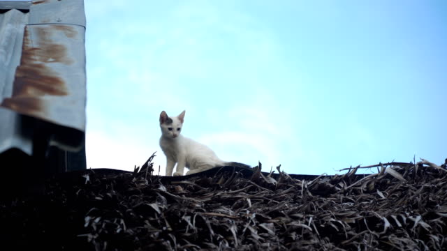 Kätzchen-auf-dem-Dach