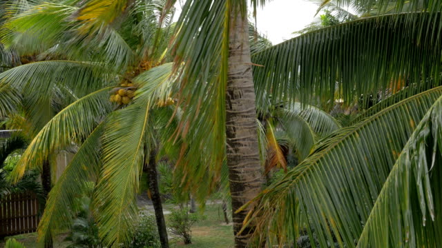 Blick-auf-gelb-grünen-Kokosnuss-im-Hauptfeld-auf-Kokospalme-mit-riesigen-Blättern