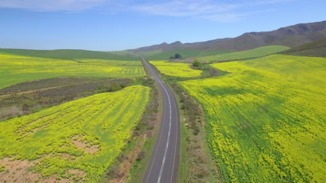 Siguiendo-el-camino-entre-campos-de-colza-amarilla-brillante-en-África-del-sur