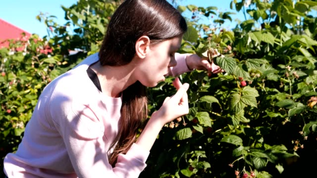 Young-brunette-woman-eats-raspberries,-tearing-it-from-the-bushes-in-the-country.