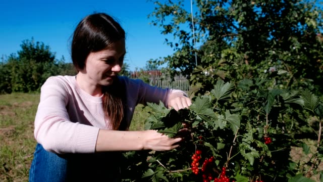 Young-brunette-woman-eats-red-currant-berries,-tearing-it-from-the-bushes-in-the-country.
