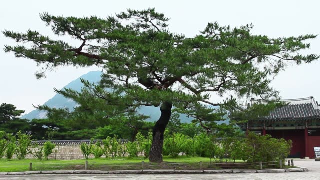 Árbol-en-el-Palacio-de-Gyeongbok