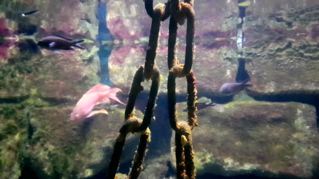 rusty-chain-and-fishes-against-stone-wall,underwater