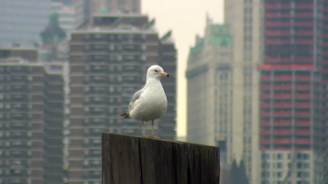 seagull-in-front-of-skyline