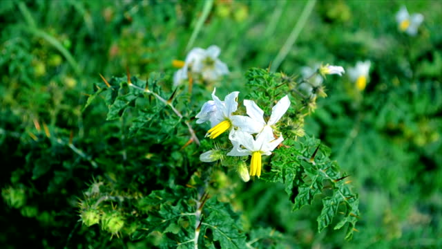 Weiß-Farbe-Blumen-Hintergrund-mit-green-leafs