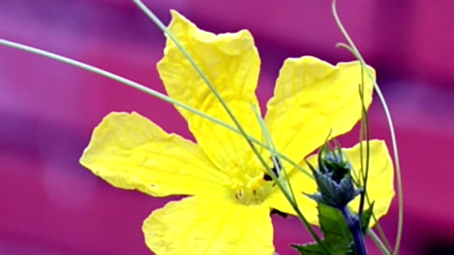 Blume-Pollens