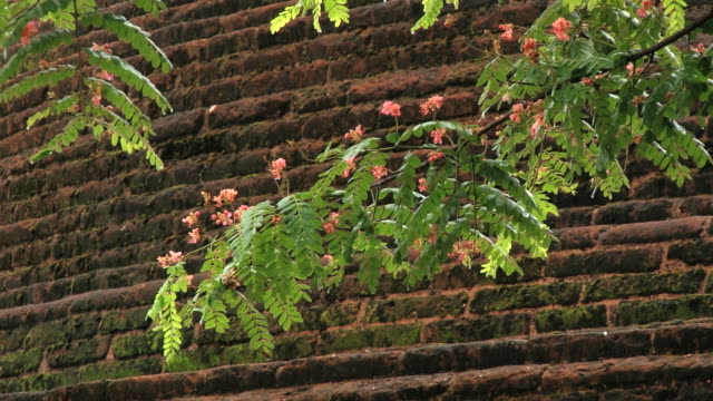 Rama-de-árbol-es-con-la-pared-de-ladrillo-de-las-ruinas-en-la-antigua-ciudad-de-Polonnaruwa,-Sri-Lanka.