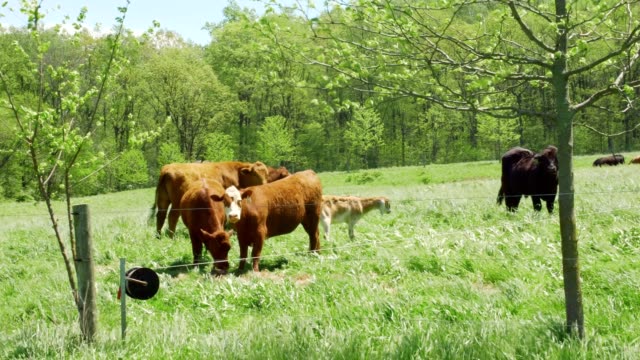 vacas-y-cabras-pastando-en-campo-ventoso
