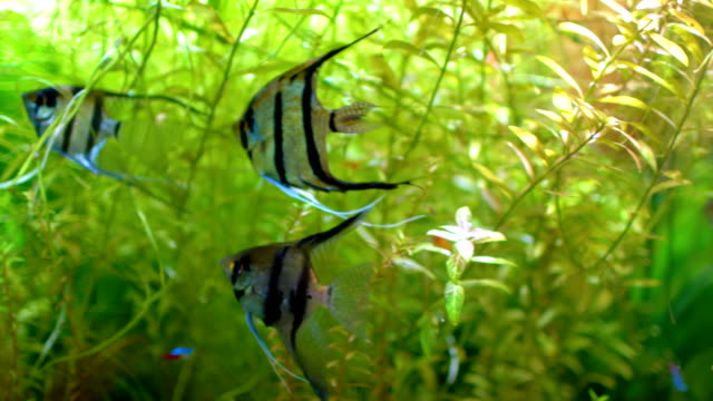 Angelfish-(Pterophyllum-scalare)